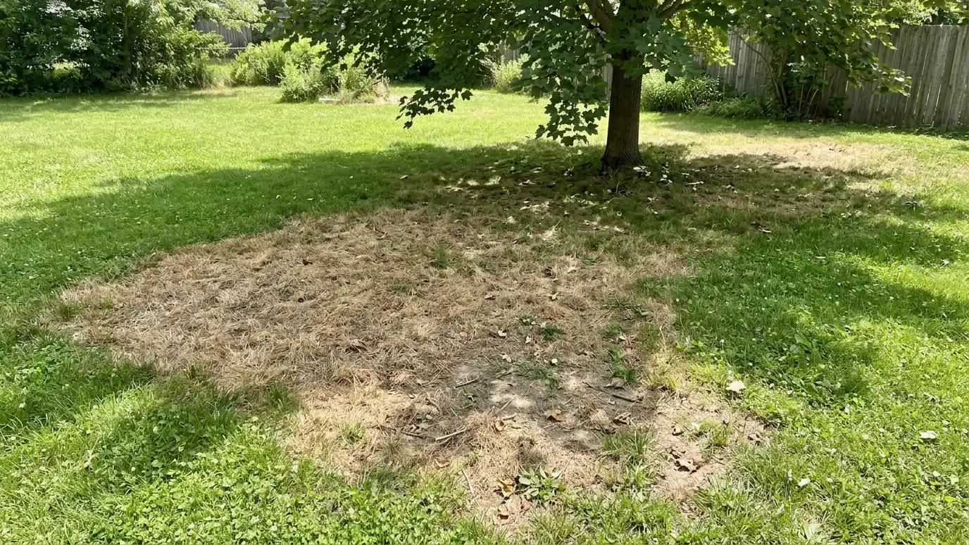 Why Is My Lawn Brown or Thin? Causes and Fixes | Music City Landscaper Why Is My Lawn Brown or Thin? Causes and Fixes