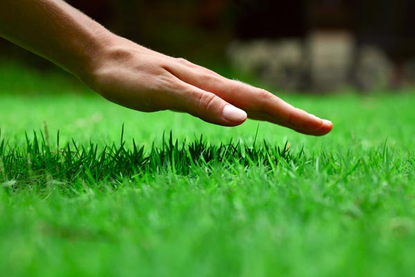 Lawn Fertilization Contractor Nashville