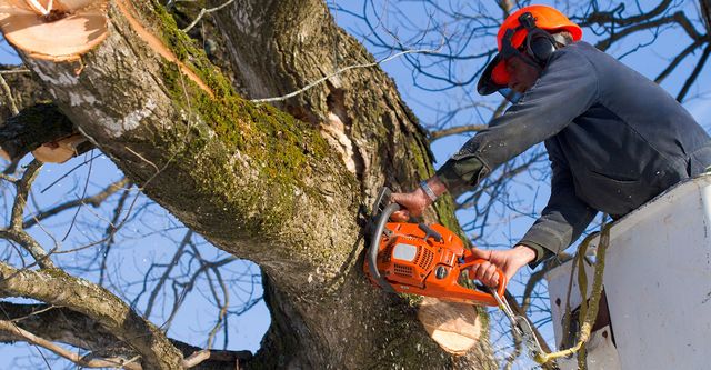 Nashville tree services